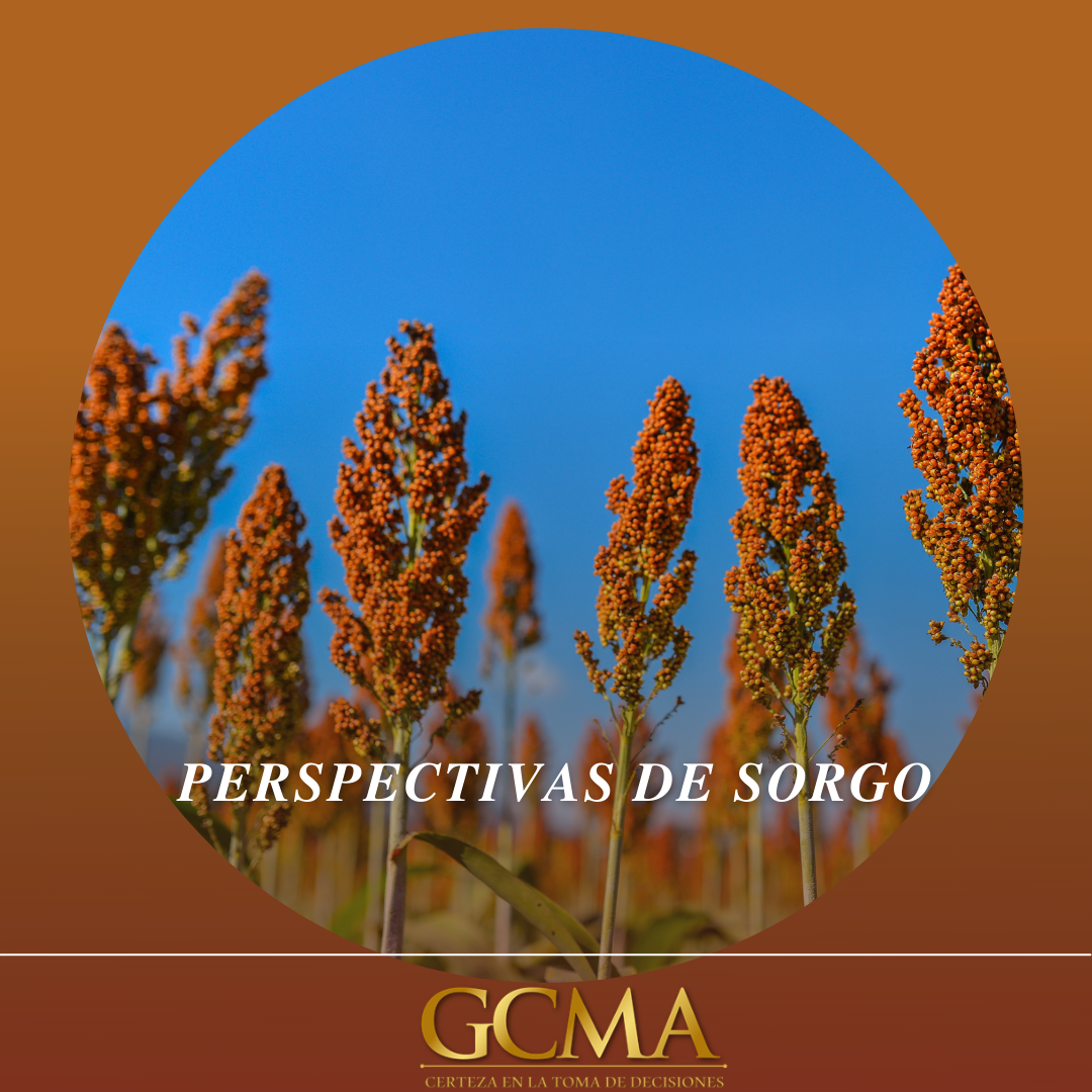 Perspectivas Del Mercado De Sorgo Gcma