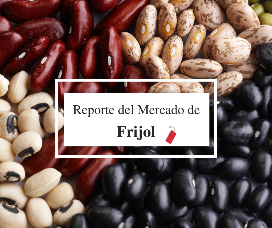 reporte de frijol