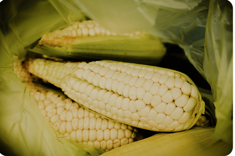 Tiempo: Insuficiente, la cosecha de maíz blanco; estalló importación 168%