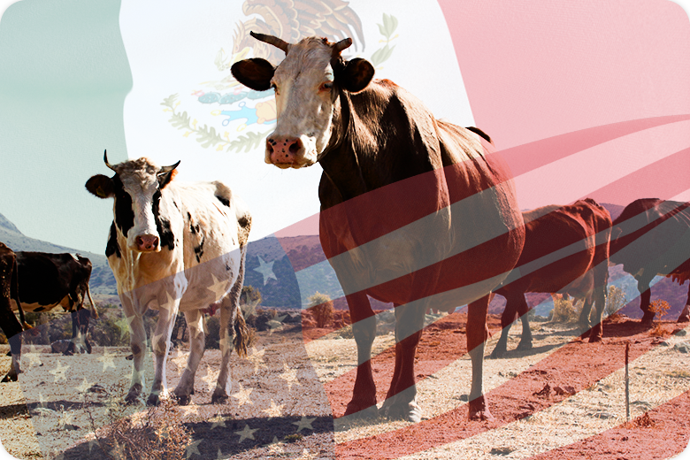 Radio Sonora: USA cierra frontera a ganado mexicano por el gusano barrenador.
