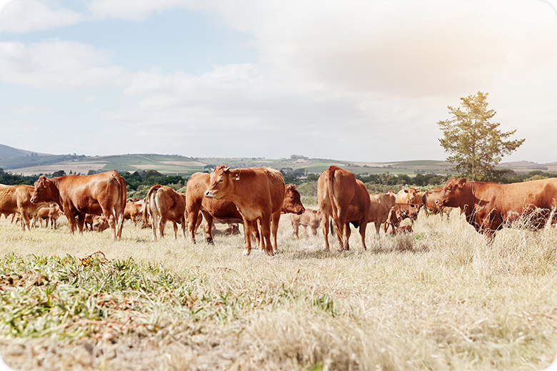Excelsior: Agroexportaciones están amenazadas.
