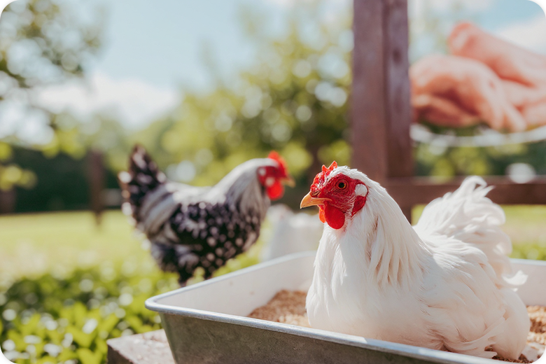 Reforma: Sugieren retomar importación de pollo