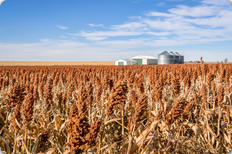 EL NORTE: Cae 46% producción de sorgo tamaulipeco