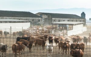 Bulls in a farm