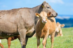 cow-and-calf-in-rural-field-2026-03-26-09-00-14-utc