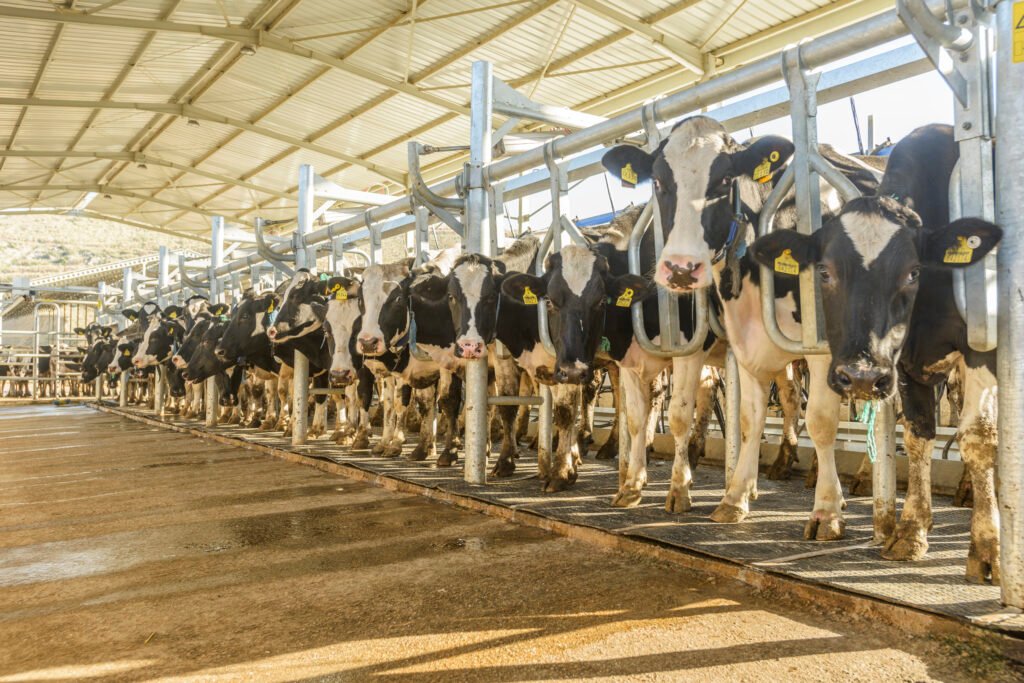 Agricultural concept, diary cows eating a hay in modern free livestock stall or cowshed for distibution of milk, animal and f