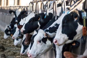 Dairy cows