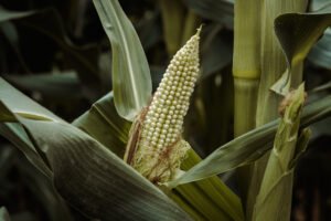 MR_ID14894_14307_PatrickDegroote.jpg