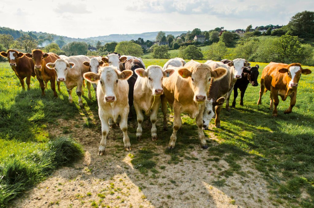 Manada de vacas curiosas mirando directamente a la cámara en un campo verde.