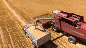 Cosechadora roja vierte grano en remolque sobre campo dorado.