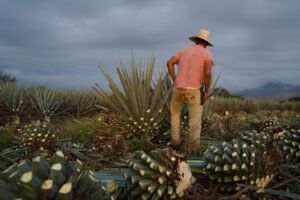 Jimador cosechando agaves en un campo con piñas cortadas y cielo nublado.