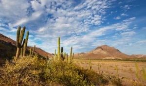 Desierto montañoso con cactus, arbustos y cielo azul nublado.