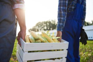 Agricultores transportan un cajón con mazorcas de maíz recién cosechadas.