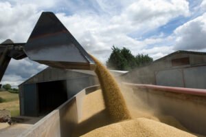 Pala cargadora vierte grano dorado en un remolque de granja.