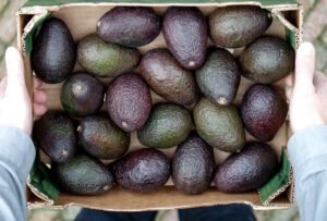 Manos sosteniendo una caja de aguacates verdes y morados.