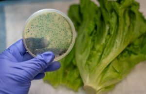 Mano enguantada sostiene placa de Petri con bacterias, lechuga.