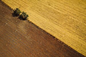 Campos agrícolas divididos diagonalmente: agave joven y cultivo dorado, con árboles.