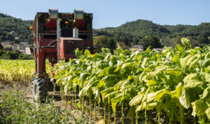 Harvesting tobacco leaves with harvester tractor