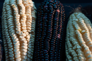 Closeup top view of a row of freshly picked ripe sweet corn cobs in different colors