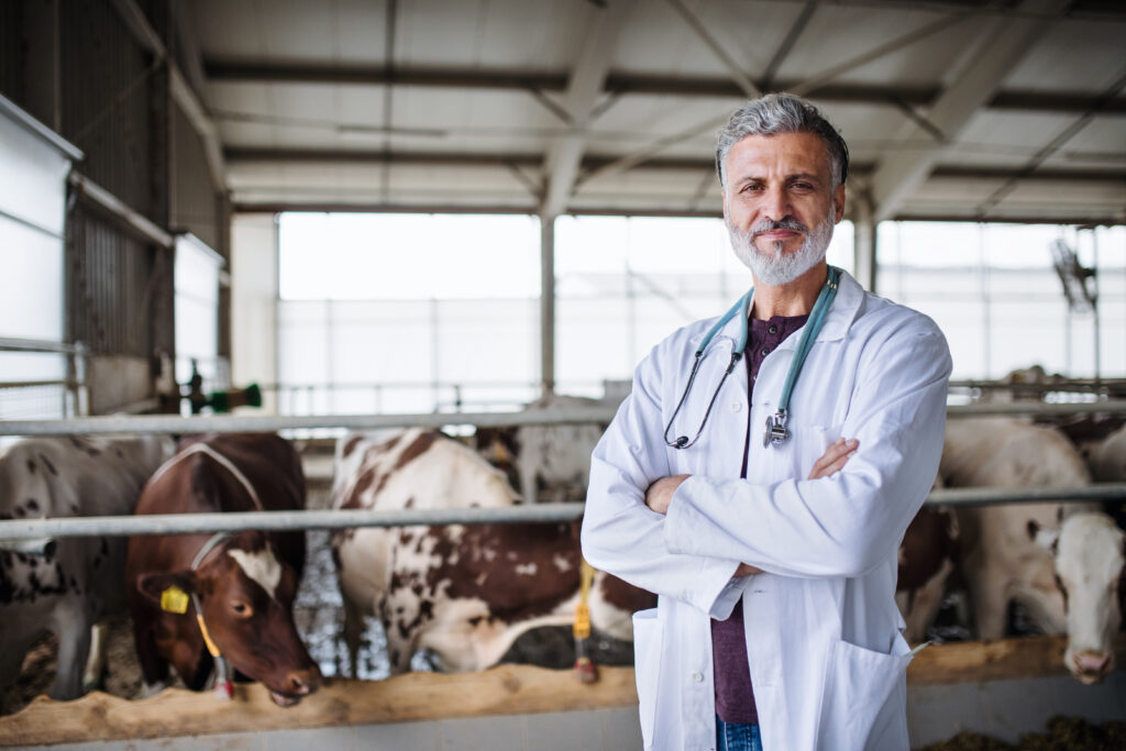 Veterinario sonriente con barba, bata blanca y estetoscopio en un establo con vacas.