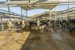 Agricultural concept, diary cows eating a hay in modern free livestock stall or cowshed for distibution of milk, animal and f