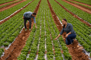 Agricultores revisando filas de lechugas verdes en un campo.