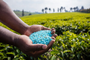 Manos sosteniendo gránulos de fertilizante azul en un campo verde.