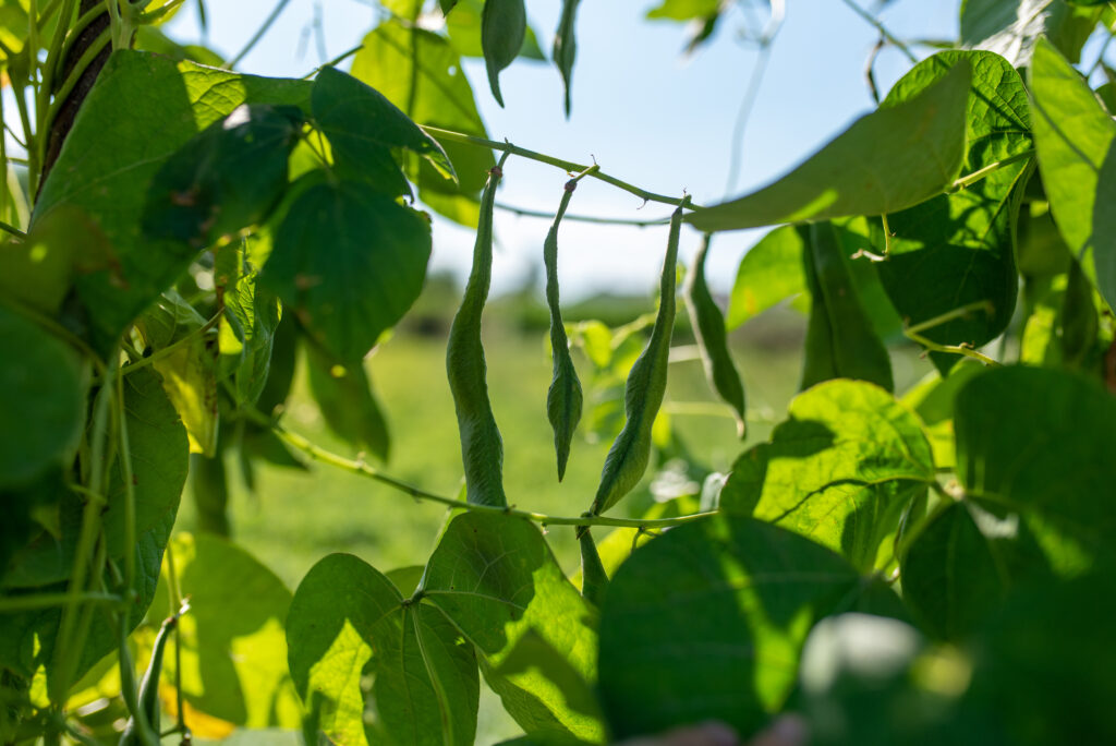 Vainas de judías verdes colgando de una planta bajo el sol.