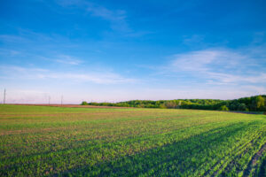 green-field-landscape-with-blue-sky-background-2026-03-26-03-00-45-utc