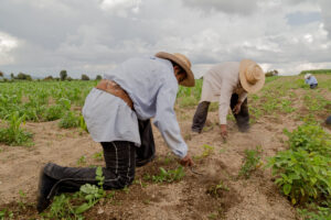 Campesinos con sombreros desmalezando un campo de cultivos.