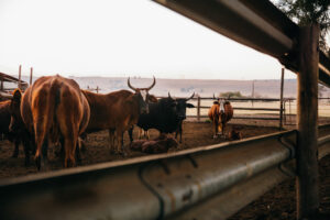 Group of bulls with horns in corral protecting the calfs on farm