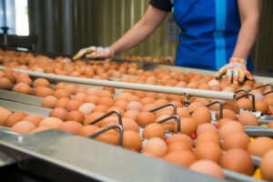 eggs-on-a-conveyor-belt-being-sorted-2026-09-24-22-31-58-utc