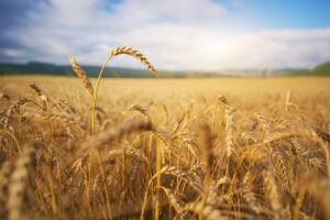 Single ear of wheat