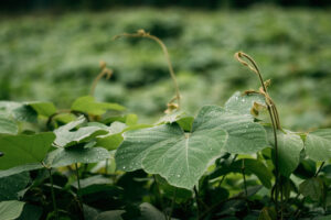 Water On Green Leaves Of Wild Plant Bush At Spring Season. Wet L