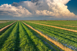 Farmland landscape in summer season with growing crops.