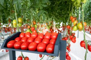 Tomatoes colorful and shapes for sale in a market greenhouse